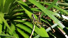 Parascopas