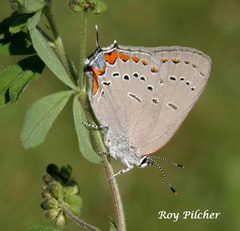 Satyrium acadica