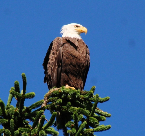 Bald Eagle photographed in West Virginia