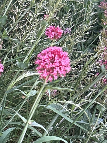 Red Valerian