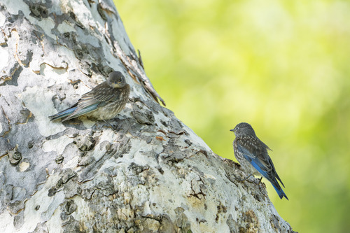 Western Bluebird, photo 10 of 10