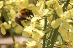 Bombus pascuorum