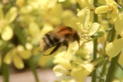 Bombus pascuorum