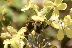 Bombus pascuorum