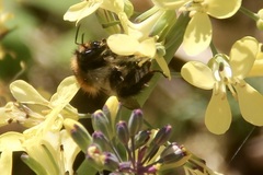 Bombus pascuorum