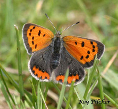 Lycaena phlaeas hypophlaeas