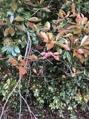 Photinia × fraseri