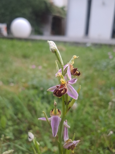 Bee Orchid