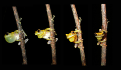 Dendropsophus bifurcus