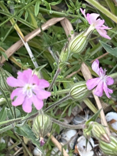 red campion