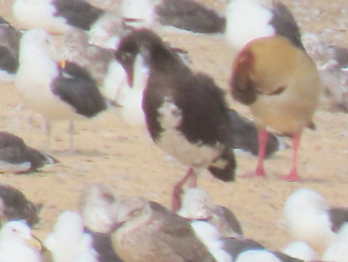 iNaturalist image