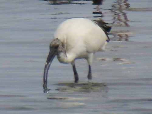 iNaturalist image