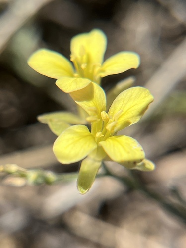 Great Plains Bladderpod