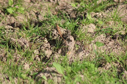 Common Wall Lizard