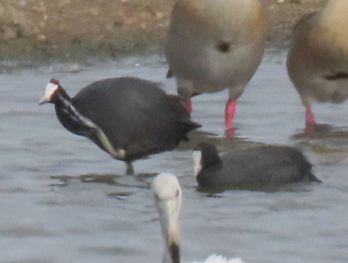 iNaturalist: (c) Gigi Laidler, some rights reserved (CC BY-NC), uploaded by Gigi Laidler iNaturalist image