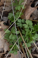 Anemonoides quinquefolia