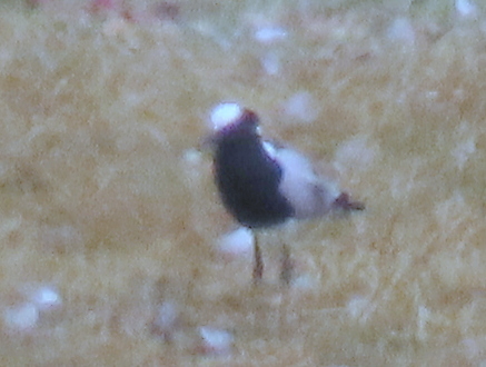 iNaturalist: (c) Gigi Laidler, some rights reserved (CC BY-NC), uploaded by Gigi Laidler iNaturalist image