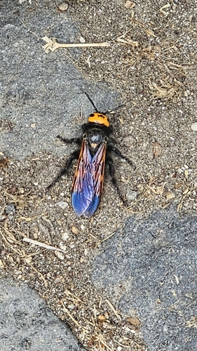 Mammoth Scoliid Wasp
