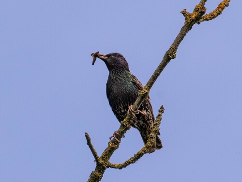 European Starling