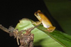 Dendropsophus brevifrons