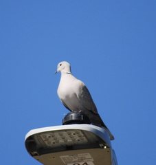 Streptopelia decaocto