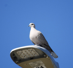 Streptopelia decaocto