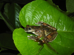 Dendropsophus marmoratus
