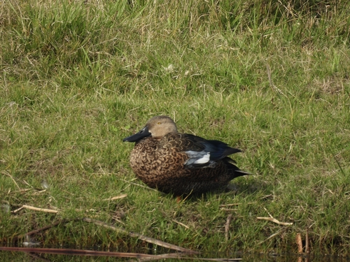 iNaturalist image