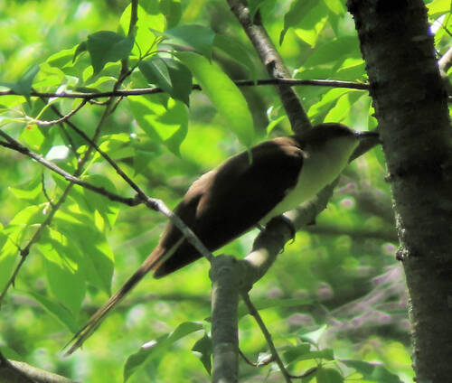 Black-billed Cuckoo observed by celestemurphy44