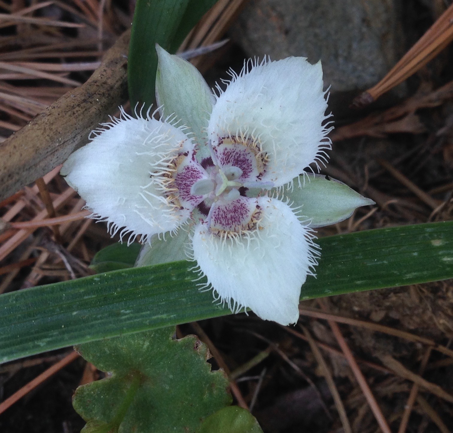 Calochortus westonii