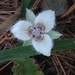 Shirley Meadows Star-Tulip - Photo (c) Adam J. Searcy, some rights reserved (CC BY-NC), uploaded by Adam J. Searcy
