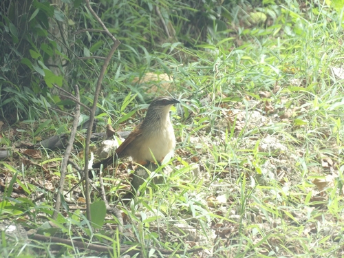 White-browed Coucal