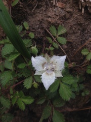 Calochortus westonii
