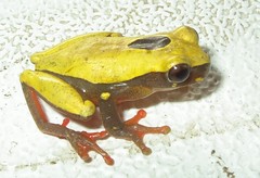 Dendropsophus reticulatus