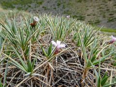 Acantholimon