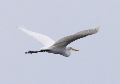 iNaturalist image
