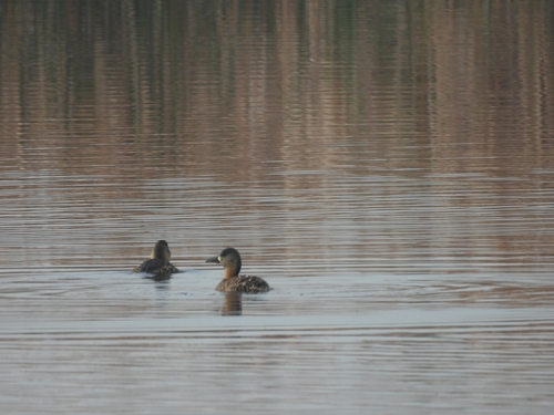 iNaturalist image