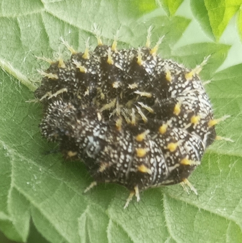 Red Admiral