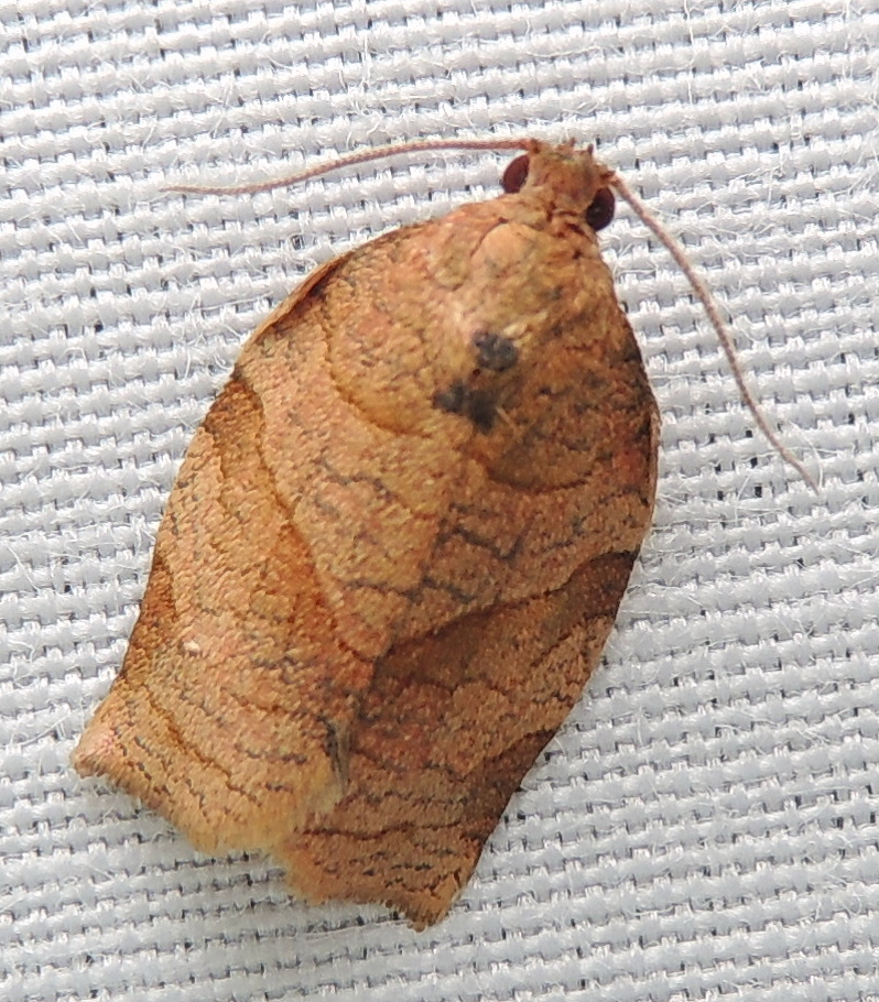 Choristoneura