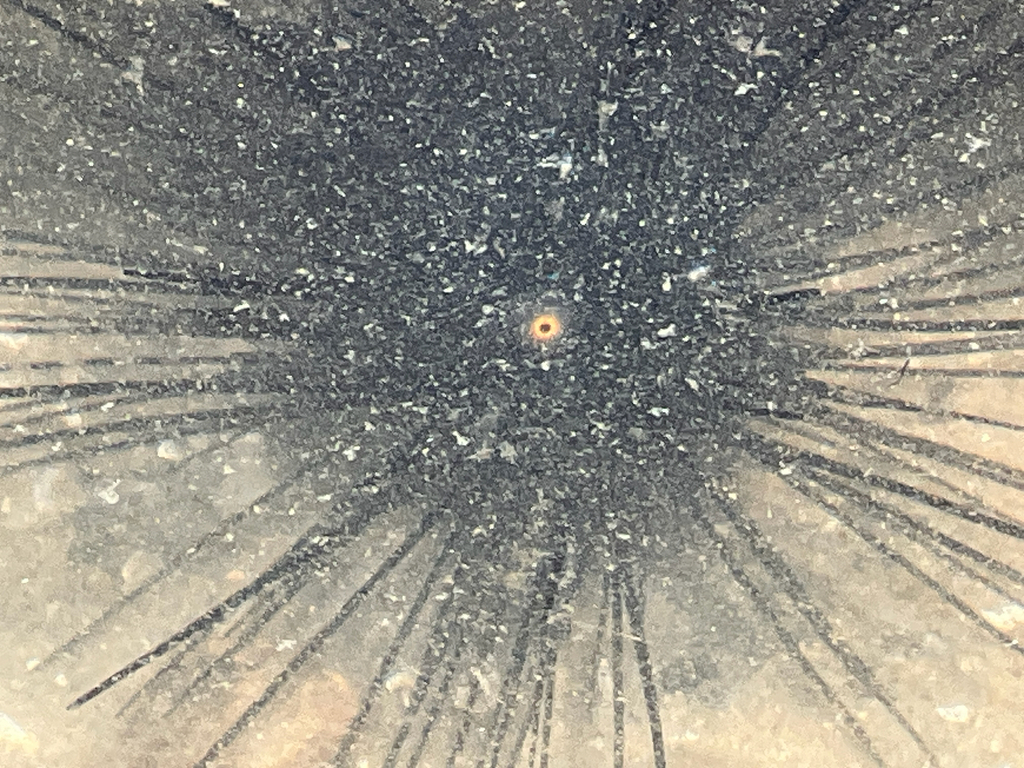 Diadema setosum