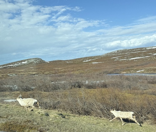 Caribou observed by georgelynch