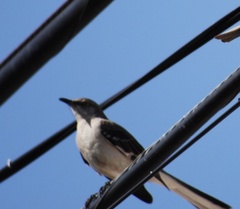 Mimus polyglottos