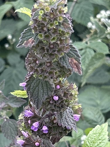 Black horehound