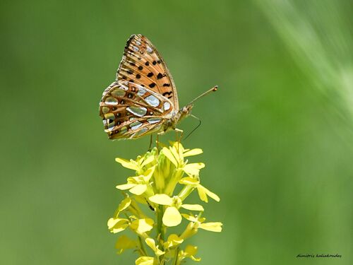 Queen of Spain Fritillary