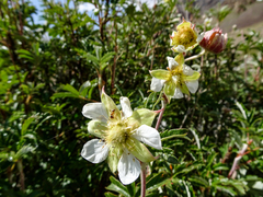 Farinopsis salesoviana