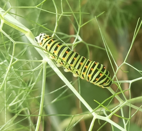 Old World Swallowtail