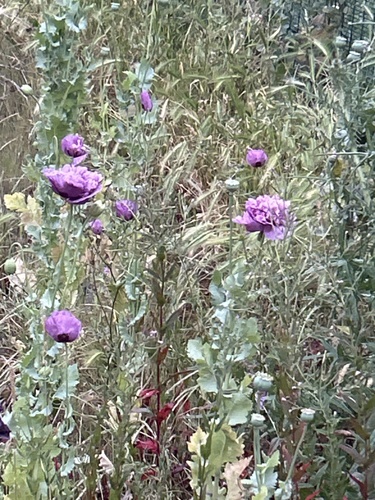 opium poppy