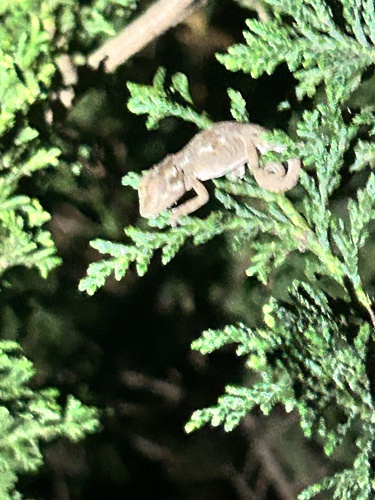 Knysna Dwarf Chameleon