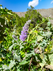 Mentha longifolia asiatica