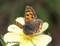 Lycaena phlaeas hypophlaeas